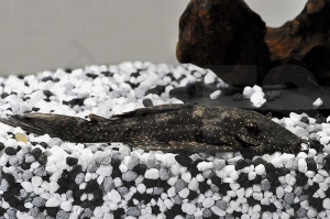 060096_Wels-L--183-Ancistrus-dolichopterus_Weisssaum-Ancistrus_01