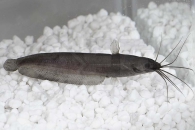 060097_Heteropneustes-fossilis_Kiemensackwels_01