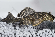 060098_Wels-L-1-Glyptoperichthys-joselimaianus_Goldflecken-Segelschilderwels_01