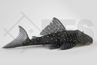 060101_Wels-L--128-Hemiancistrus-cf-Subviridis_Blauer-Phantomwels_01