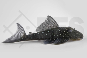 060101_Wels-L--128-Hemiancistrus-cf-Subviridis_Blauer-Phantomwels_01