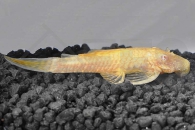 060120_Ancistrus-spec_Antennenwels-gold_01