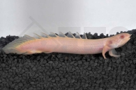 150207_Polypterus-senegalus_Senegal-Floesselhecht-albino_01