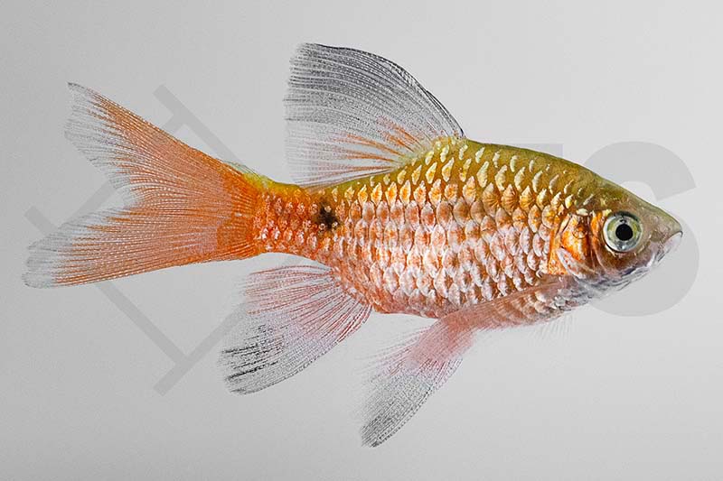 Puntius conchonius EFS Partner des Zoofachhandels