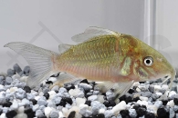 060022_Brochis-splendens_Smaragdpanzerwels_01