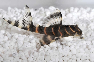 060102_Wels-L--204-Panaqolus-albivermis_Ringelsocken-Harnischwels_01