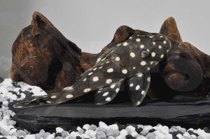 060106_Wels-LDA--33-Baryancistrus-spec-Snowflake_Schneeball-Prachtharnischwels_01