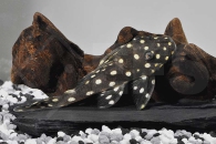 060106_Wels-LDA--33-Baryancistrus-spec-Snowflake_Schneeball-Prachtharnischwels_01