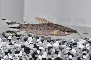 060108_Dianema-urostriata_Schwanzstreifen-Torpedowels_01