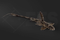 060110_Rineloricaria-lanceolata_Hexenwels_schoko_01