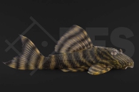 060113_L2_Panaqolus-spec-Tiger_Tigerharnischwels_01