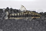060115_Otocinclus-cocama_Zebra-Otocinclus_01