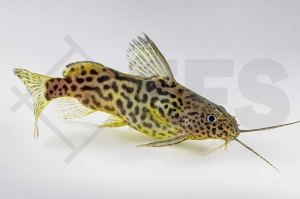 060116_Synodontis-schoutedeni_Marmorierter-Fiederbartwels_01