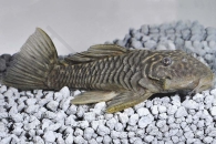 060117_Wels-L--56-Parancistrus-aurantiacus_Goldstachel-Breitkopfharnischwels_01