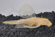 060125_Ancistrus-spec_Schleierantennenwels-gold_01