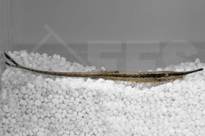 060130_Farlowella-acus_Nadelwels_01