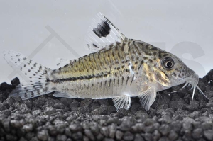 060134_Corydoras-leopardus_Leopardpanzerwels_01