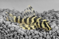 060140_Wels-L--134-Peckoltia-compta_Goldtigerharnischwels_01