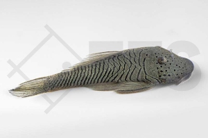 060151_Wels-L--146-Chaetostoma-thomasi_Gebirgsharnischwels_01