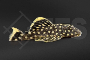 060161_Wels-L--177-Baryancistrus-xanthellus_Gelbsaumwels-Golden-Nugget_01