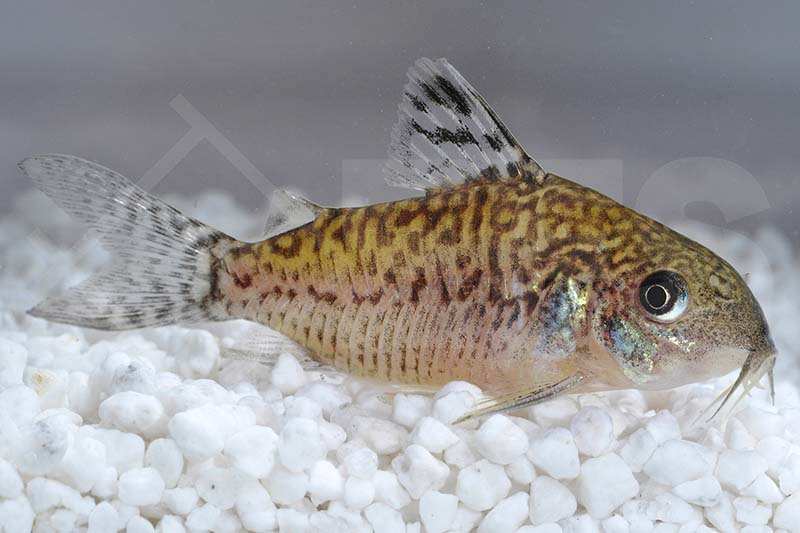 060167_Corydoras-reticulats_Netz-Panzerwels_01