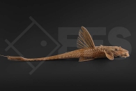 060168_Rineloricaria-spec_Roter-Hexenwels_02