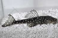 060174_Wels-L--235-Pseudolithoxus-anthrax_Weisspunkt-Fliegerharnischwels_01