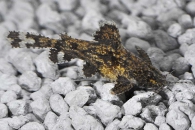 060193_Hara-Hara_Schmetterlingswels_01