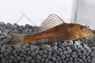 060196_Hypostomus-plecostomus_Schilderwels-gold_01