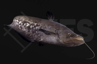 060197_Wallago-leerii_Gestreifter-Hubschrauberwels_01