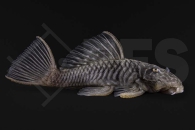 060204_L56_Parancistrus-aurantiacus_Goldstachel-Breitkopfharnischwels_02