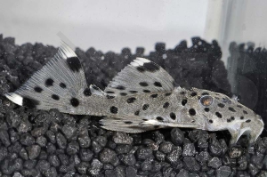 060208_Wels-L--264-Leporacanthicus-joselimai_Weissspitzen-Ruesselzahnwels_01