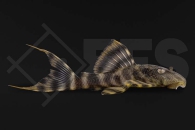 060210_L226_Panaqolus-changae_Tigerkopfharnischwels_01