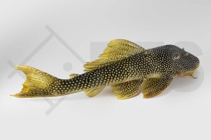 060216_Wels-L--14-Scobinancistrus-aureatus_Sonnenwels_02