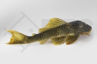 060216_Wels-L--14-Scobinancistrus-aureatus_Sonnenwels_02