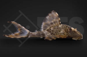 060237_L229_Cochliodon-spec-Peru_01