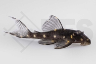 060238_LDA31_Panaqolus-albomaculatus_Orangepunkt-Harnischwels_01