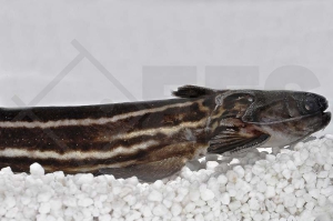 060242_Trachelyopterus-taeniatus_Falscher-Streifendornwels_01