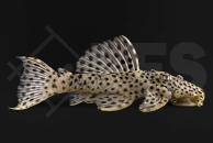 060246_L172b_Leporacanthicus-heterodon_Leopard-Ruesselzahnwels_01