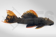 060252_Wels-L--25-Pseudacanthicus-pirarara_Rotflossen-Kaktuswels_01