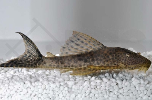 060259_Wels-L--36-Ancistomus-spilomma_Augenflecken-Trugschilderwels_01