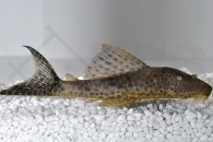 060259_Wels-L--36-Ancistomus-spilomma_Augenflecken-Trugschilderwels_01