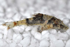 060267_Parotocinclus-britskii_Alligator-Ohrgitter-Harnischwels_01