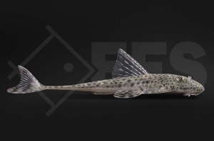 060270_Harttia-punctata_01