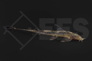 060275_Phractura-Ansorgii_roter-Kaulquappenwels_01