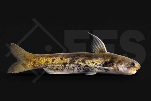 060277_Cetopsis-coecutiens_Walwels_gold_01