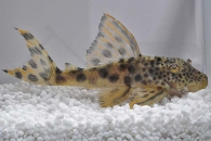 060294_Wels-L--75-Ancistomus-spec-sabaji_Leopard-Trugschilderwels_01