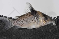 060304_Corydoras-melanistius_Schwarzbindenpanzerwels_01