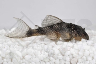 060310_Wels-L--28-Hypancistrus-spec_Engelsharnischwels_01