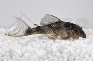 060310_Wels-L--28-Hypancistrus-spec_Engelsharnischwels_01